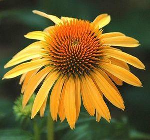 Echinacea 'Matthew Saul' Big Sky™ Harvest Moon