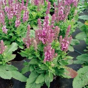 Salvia 'Sensation Rose'