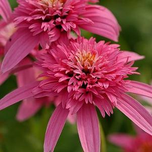 Echinacea Conefections™ 'Pink Double Delight'