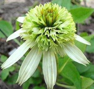 Echinacea Conefections™ 'Coconut Lime'