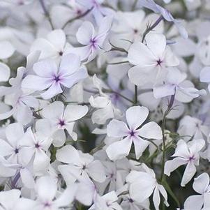 Phlox divaricata 'Manita'