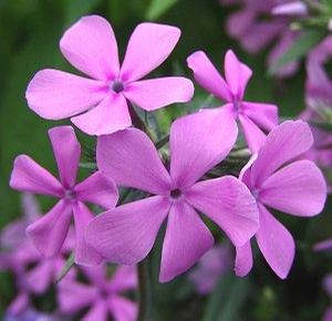 Phlox divaricata 'Parksville Beach'