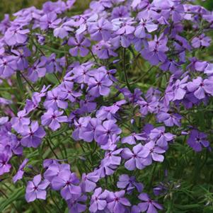 Phlox divaricata 'Mary Helen'
