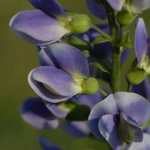 Baptisia Starlite Prairieblues™