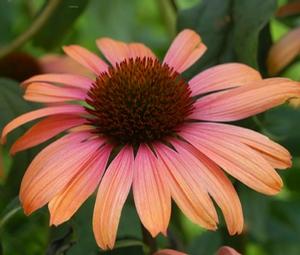 Echinacea Summer Sky™