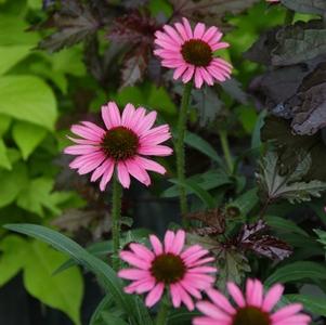 Echinacea 'CBG Cone2'