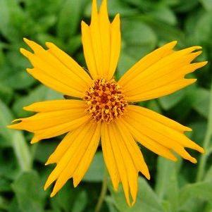 Coreopsis auriculata 'Nana'