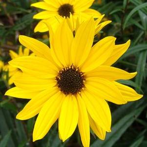 Helianthus angustifolius 'Gold Lace'