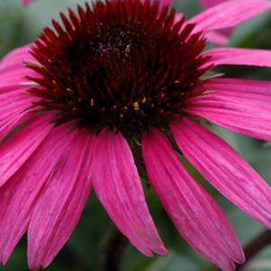 Echinacea Big Sky™ 'After Midnight'