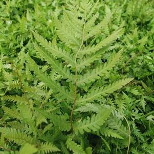 Woodwardia virginica