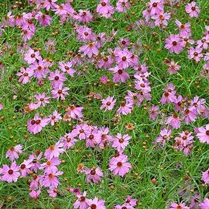 Coreopsis Limerock Passion™