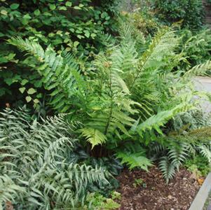 Dryopteris pseudo-filix-mas