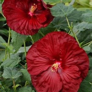 Hibiscus 'Robert Fleming'
