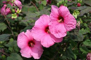 Hibiscus 'Royal Gems'