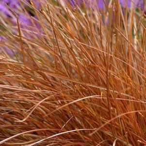 Carex tenuiculmis 'Cappuccino'