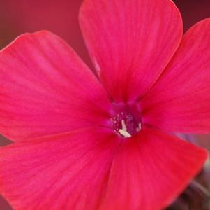 Phlox paniculata 'Lord Clayton'