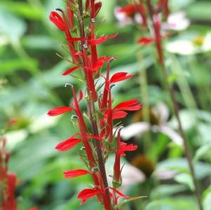 Lobelia cardinalis 'Fried Green Tomatoes'