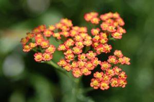 Achillea 'Fireland'