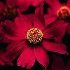 Coreopsis Limerock Ruby™