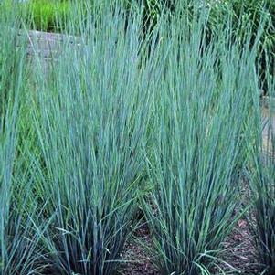 Schizachyrium scoparium 'Prairie Blues'