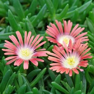Delosperma dyeri