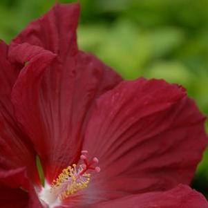Hibiscus x moscheutos 'Torchy'