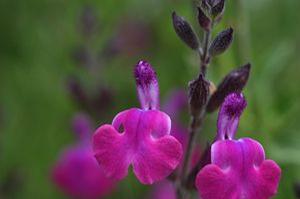 Salvia greggii 'Ultra Violet'