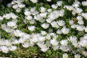 Delosperma 'Osberg'