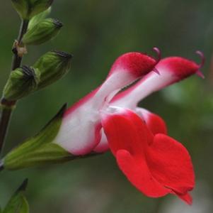 Salvia microphylla 'Hot Lips'