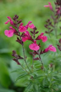 Autumn sage