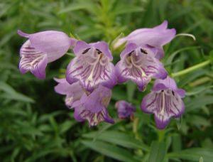 Penstemon x mexicali 'Sunburst Amethyst'