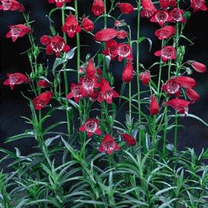 Penstemon x mexicali 'Sunburst Ruby'