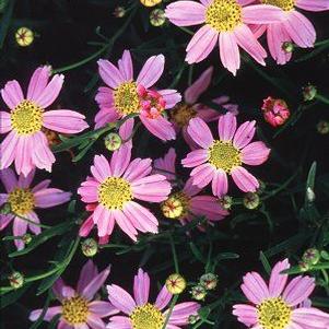 American Dream pink tickseed