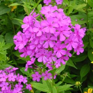 Phlox paniculata 'Robert Poore'