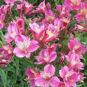 Alstroemeria 'Mauve Majesty'