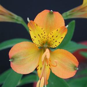 Alstroemeria 'Tangerine Tango'