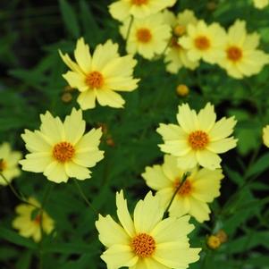 Coreopsis verticillata 'Full Moon'