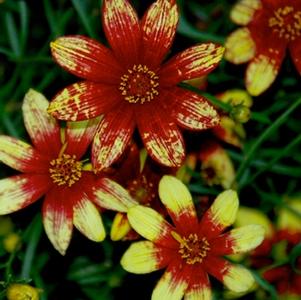 Coreopsis 'Route 66'