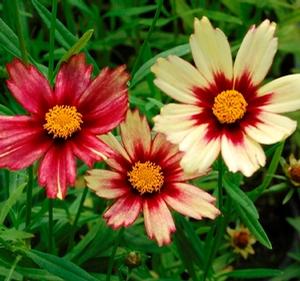 Coreopsis 'Redshift'