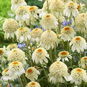 Echinacea 'Milkshake' Conefections™
