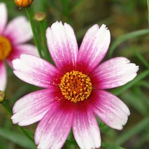 Coreopsis rosea 'Sweet Dreams'