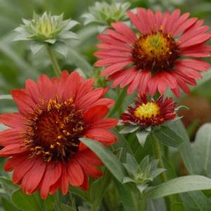 Gaillardia aristata 'Burgundy'