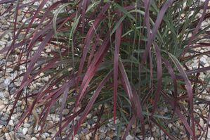 Panicum virgatum 'RR1' Ruby Ribbons™