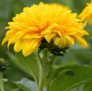 Helianthus x multiflorus 'Sunshine Daydream' Garden Candy™