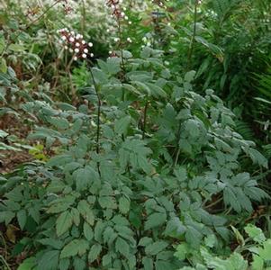 Actaea pachypoda 'Misty Blue'