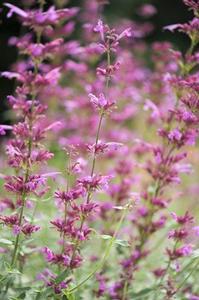 Agastache 'Ava'
