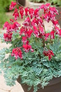 Dicentra  'Burning Hearts'