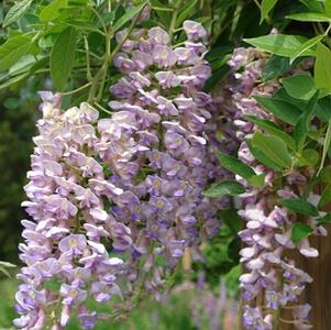 Wisteria macrostachya 'Blue Moon'