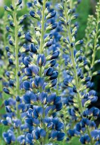Baptisia 'Midnight' Prairieblues™