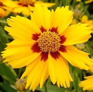 Coreopsis 'Tequila Sunrise'
